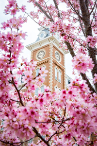 old main in blossom photo